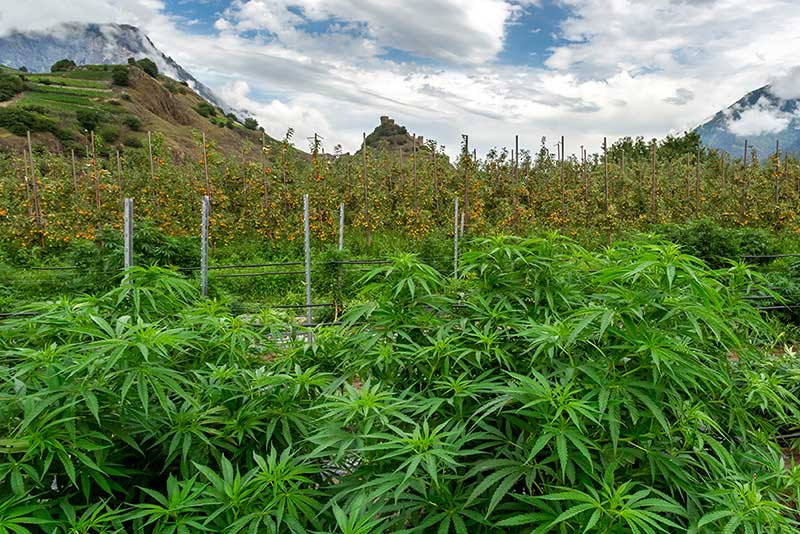 Comment se procurer du cannabidiol de qualité