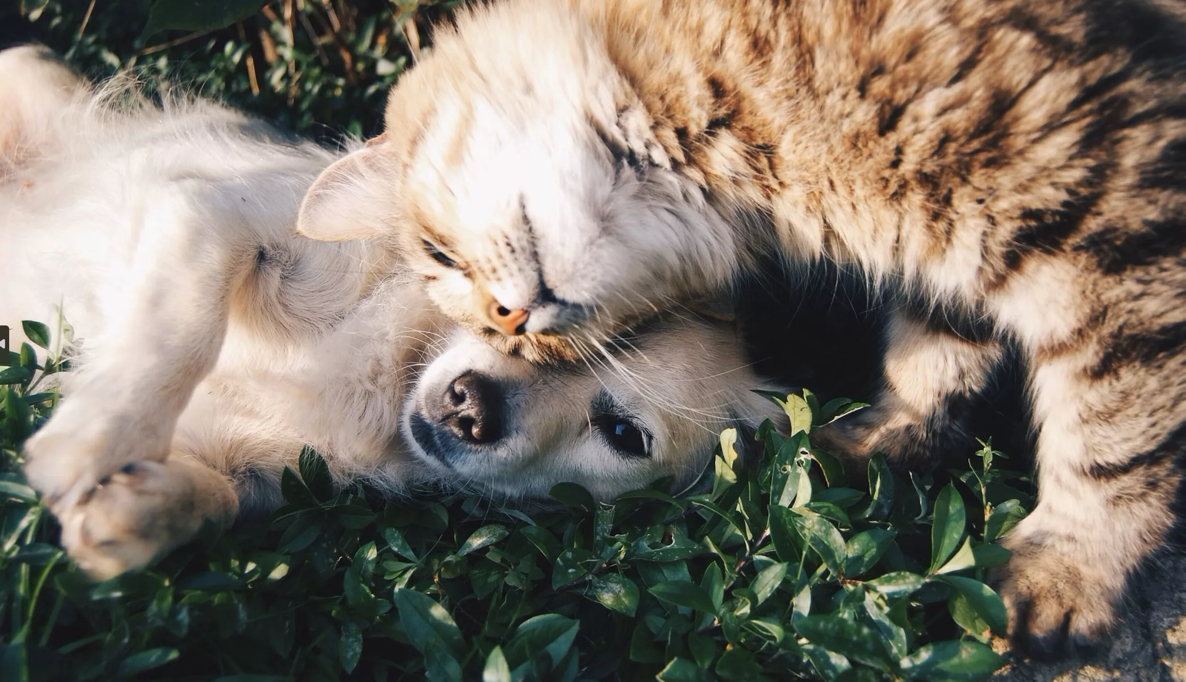 Chien et chat jouant ensemble dans l'herbe