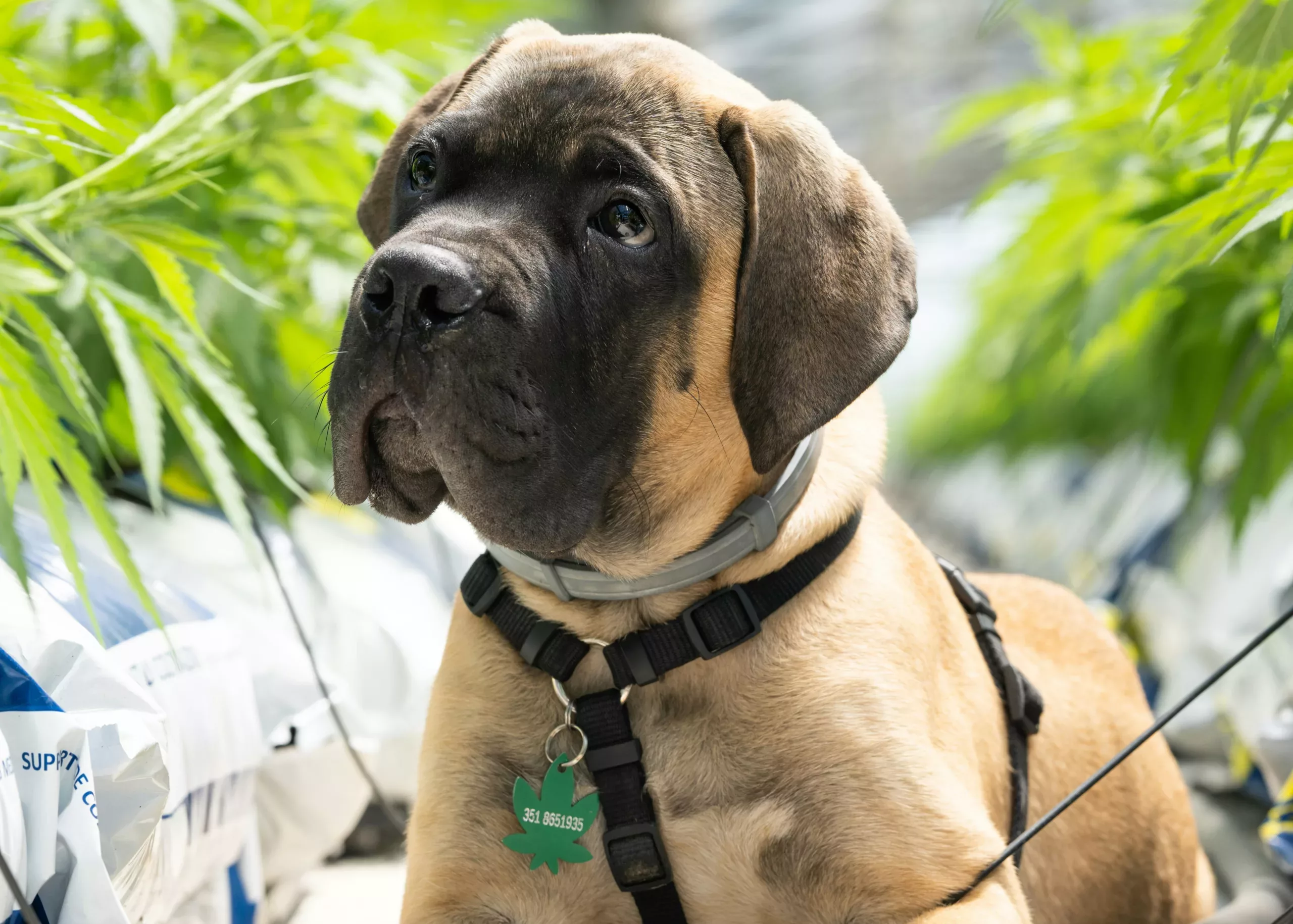 Le guide complet du CBD pour animaux