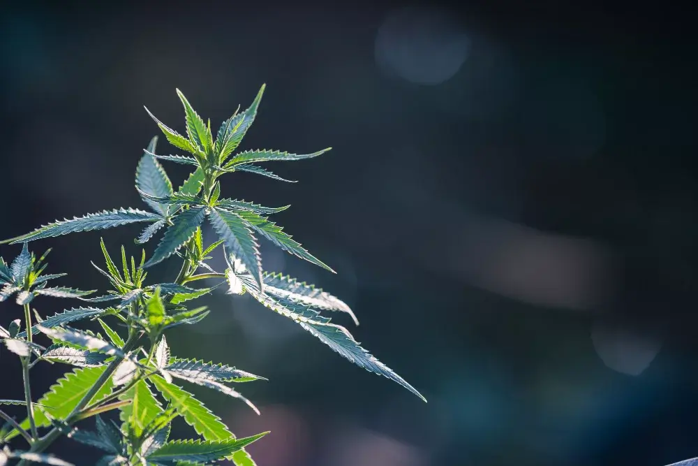 Comment distinguer le cannabis mâle de femelle ?