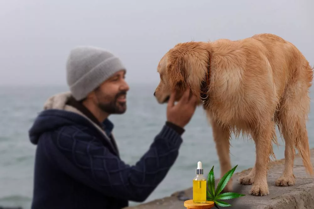 tout savoir sur le CBD pour chien